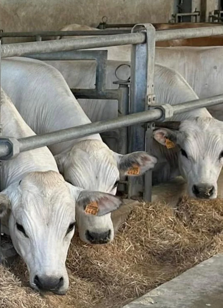 Alimentazione-e-benessere-animale-Centro-Cereali