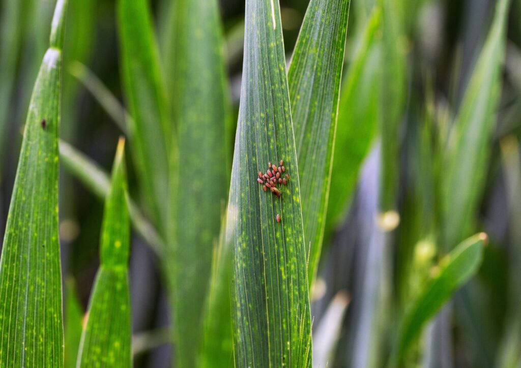 Insetti nel grano