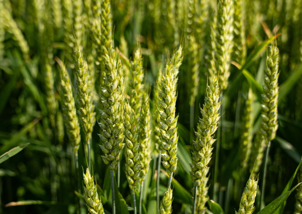 Piano di coltivazione Grano Dimarco Centro Cereali carmagnola Zodiac DFF